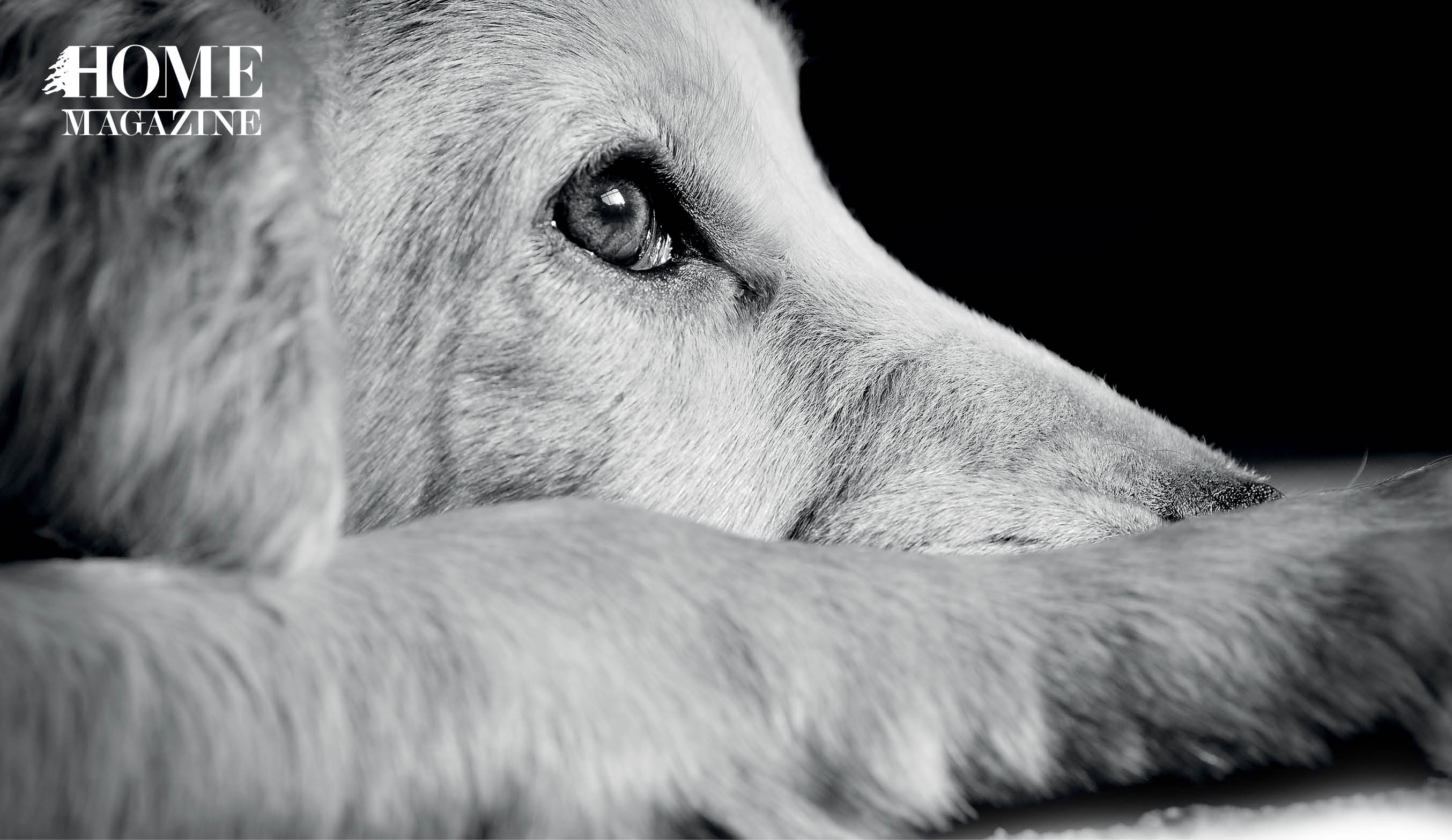 Dog's face profile