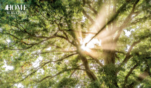 Green treas with rays of sun