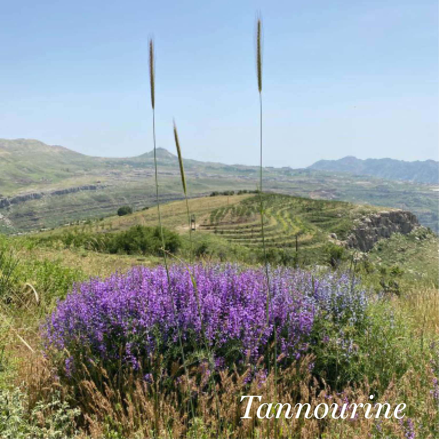 Tannourine Lebanon garden and flowers